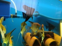 Melek balığı sağlıklı