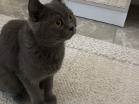 British shorthair dişi
