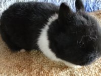Netherland dwarf Hollanda cücesi tavşan