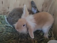 Lop Hollanda tavşanı