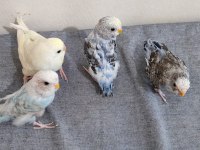 Hepsi yavru cins erkek muhabbet kuşları
