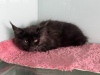 Ankarada ziyarete açık maine coon yavrular