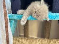 British Shorthair 2.5 Aylık