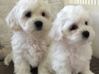 MALTESE O NUMARA BEBEKLER RUHSATLI ÜRETİM