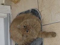Dünyalar tatlısı iran kedisi Poffy