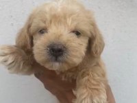 Orijinal maltipoo yavrularımız ırk sağlık garantili