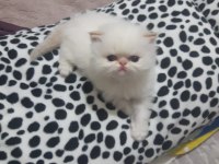 SAFKAN İRAN KEDİSİ 45 GÜNLÜK REZERVEYE AÇIK