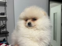 3.5 aylık teddy face pomeranian boo