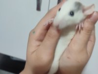 Rat satsuma tüylü arkadaş isteyen yazsın