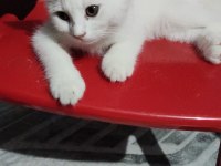Minik Kedilere Yuva Aranıyor