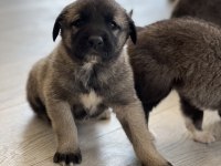 Safkan Kangal Panter Torunu Soy Garantili