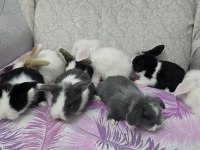 Cüce tavşan ve lop tavşanlar