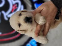 Safkan ırk garantili golden retriever yavrular