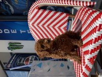 Orjinal Kore Kan Toy Poodle Dişi