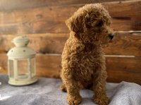SON 2 YAVRUMUZ UYGUN FİYATLI POODLE