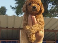 Vişneli browniler poodle köpekler