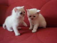SAFKAN BRITISH SHORTHAIR BLUE POINT YAVRULAR