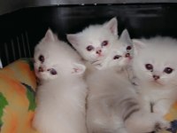 British shorthair yavru kediler