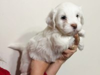 Teacup maltese bebişler