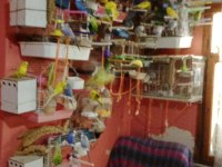 Dişi Ve Erkek Çift Muhabbet Kuşu Yumurtaları İle
