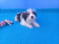 Nese kaynagi morkie yavrularımız
