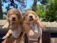 Golden retriever yavrularımız