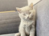 British shorthair orjinal
