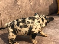 French bulldog merle orjinal ırk