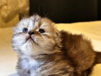 Scottish fold yavrularımız ayı surat