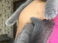 Dişi British shorthair