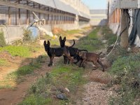 Belçika Malinois Yavruları
