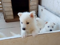 ANNE ALTINDAN SÜT BEYAZ ERKEK HUSKY YAVRULAR
