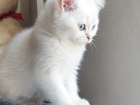 SCRLİ babadan safkan son dişi british shorthair bebek