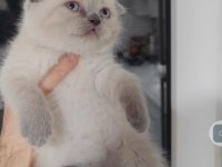 Sağlıklı pofuduk scottish fold yavrularımız teslime hazır
