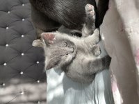 British shorthair yavrumu sahiplendiriyorum