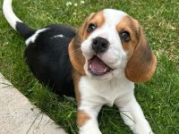 BEAGLE BEBEKLER