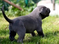 BLUE CANE CORSO YAVRULARI