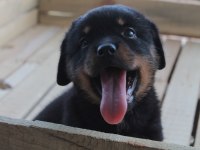 Hayalinizdeki Rottweıler Yavrusu Sizi Bekliyor