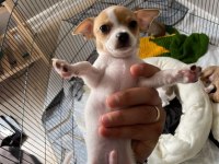 Safkan Chihuahua yavrularımız