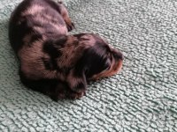 15 günlük Dapple dachshund sosis köpekler
