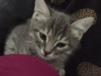 2 aylık erkek tekir kedimiz çok oyuncu ve akıllı