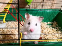 Suriye ve gonzales hamster yavrular