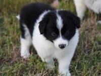 Border collie mükemmel yavrularımız