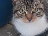 Tekir kedi bu yavruya yuva olun