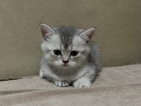 Bristh Silver Kedimiz