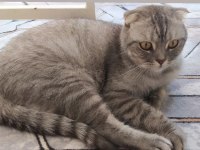 2 yaşında scottish fold kedisi