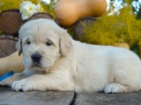 Golden Retriever Yavrular İstenirse Kapınıza Teslim