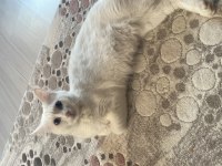 Dişi kedime çiftleşmesi için erkek kedi arıyorum