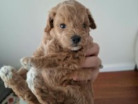 Ailemizde Büyüyen Maltipoo Bebeklerim