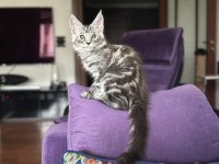 Safkan Maine Coon